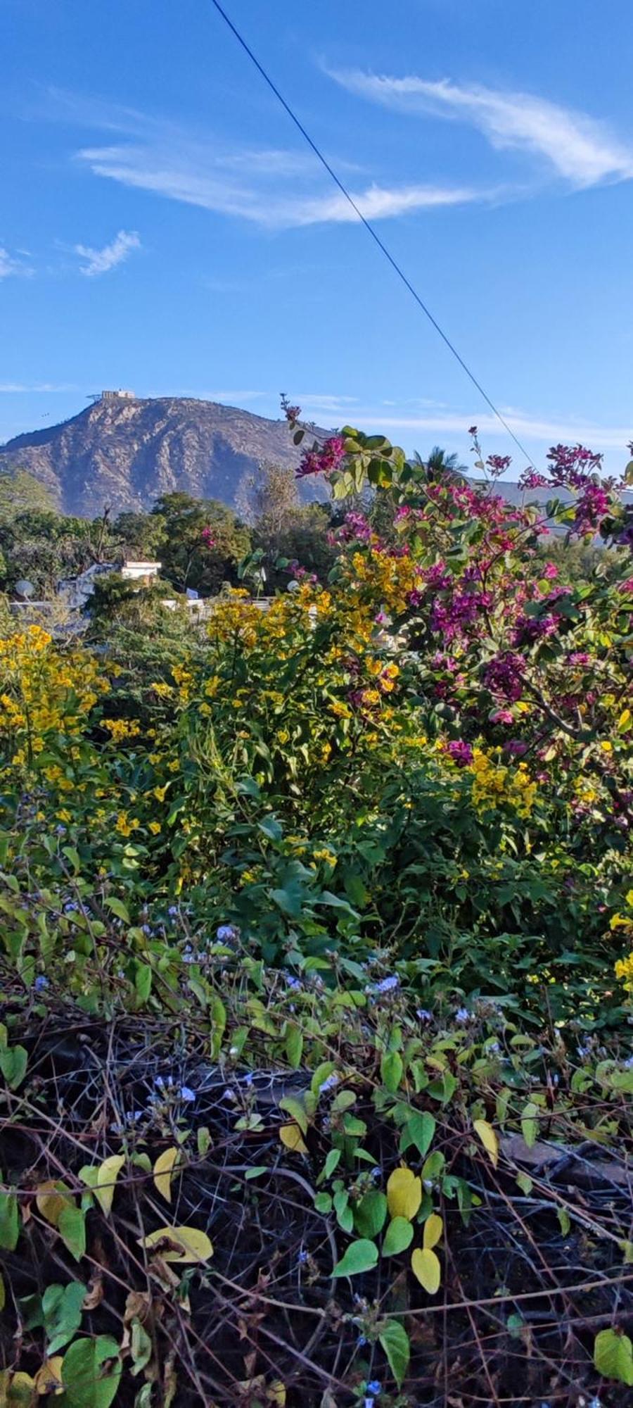 Bed and Breakfast The Secret Garden Pushkar Exterior foto