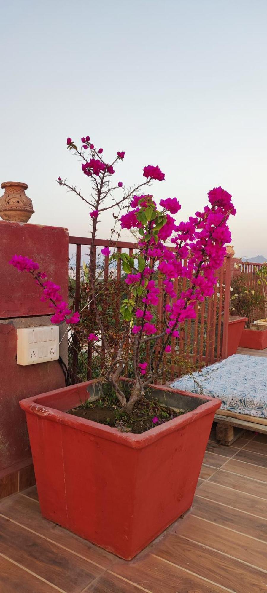 Bed and Breakfast The Secret Garden Pushkar Exterior foto